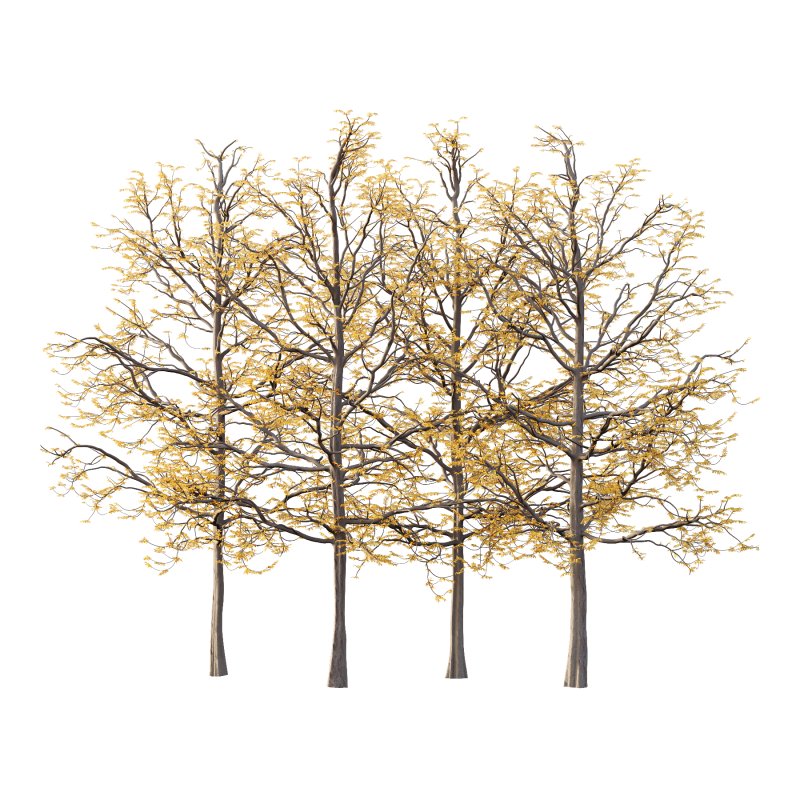 Mountain Ash Tree 08 - Image 7