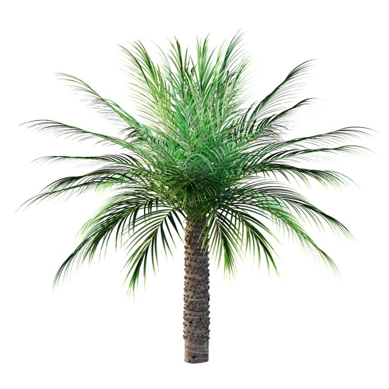 Phoenix roebelenii Palm Trees 06 - Image 5