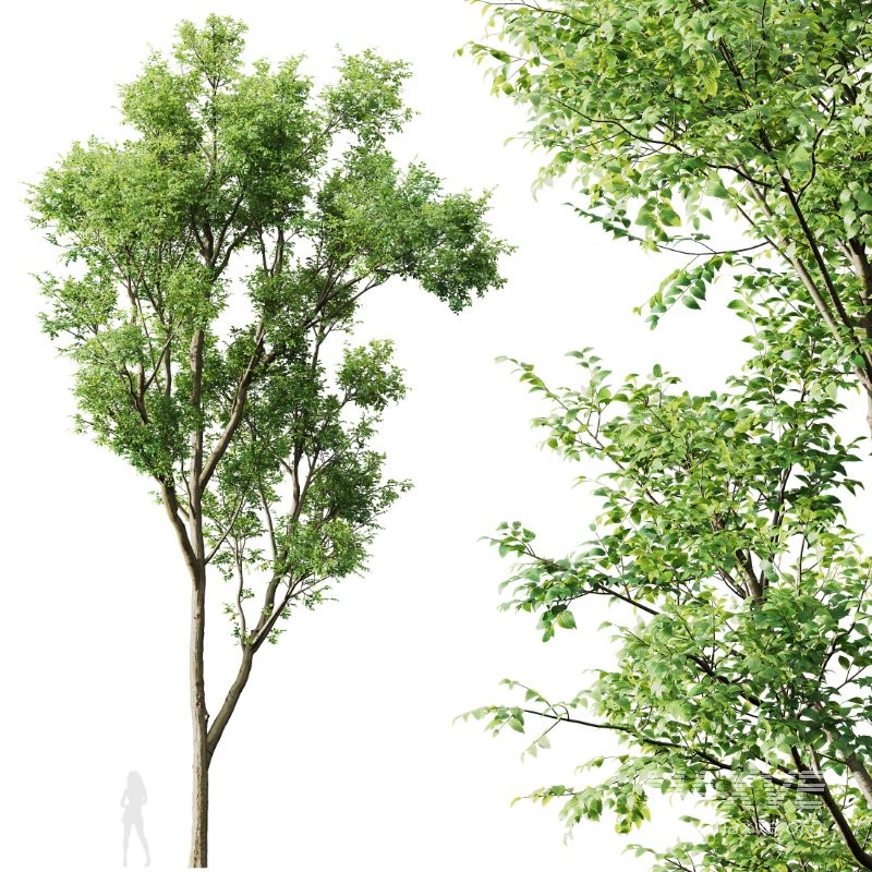 AV Celtis Australis and Acer Saccharinum - Image 2
