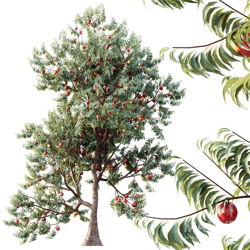 AV Amygdalus Persica Peach Version02 - Image 3