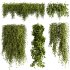ivy plants - Thumbnail 1