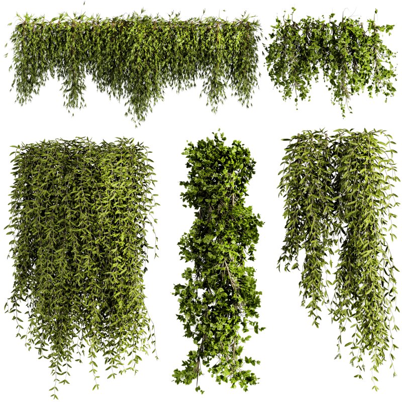 ivy plants - Image 1