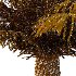 Phoenix roebelenii Palm Trees 04 - Thumbnail 6