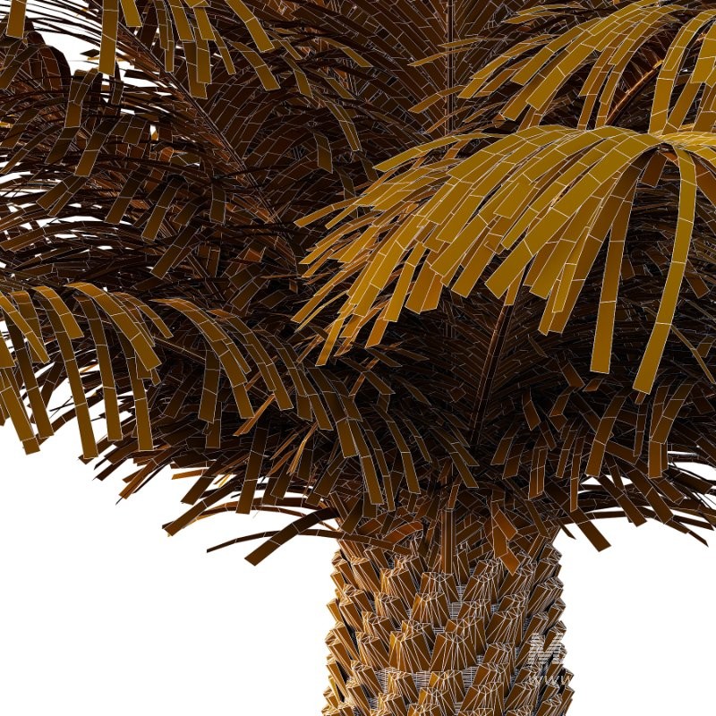 Phoenix roebelenii Palm Trees 04 - Image 6