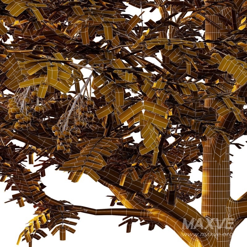 Rowan Fruit Tree 04 - Image 1
