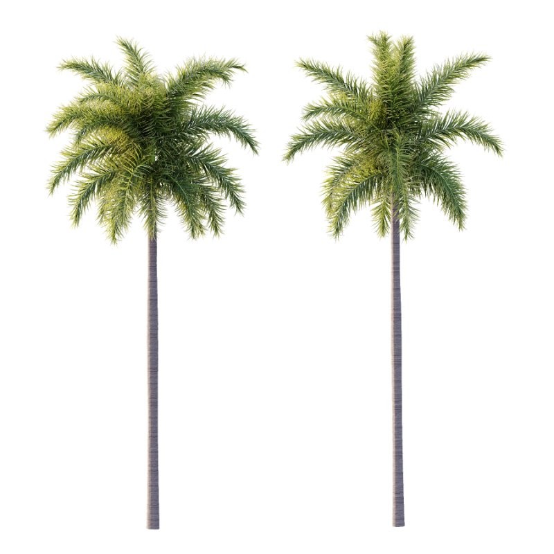 Roystonea Regia Tree 04 - Image 3