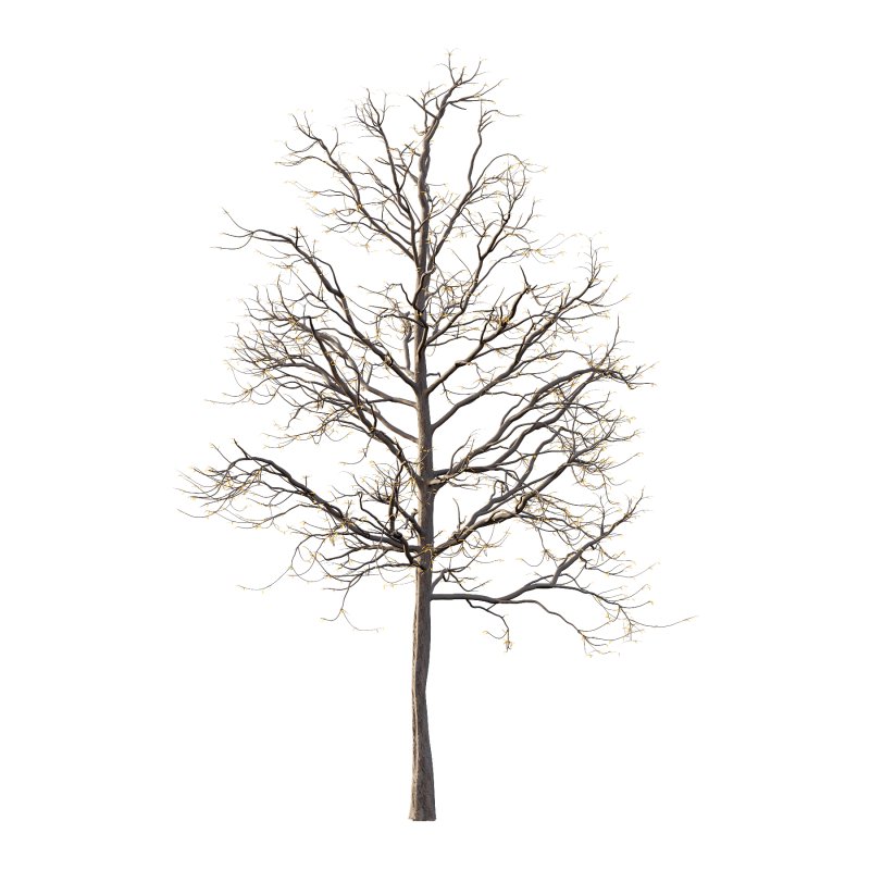 Mountain Ash Tree 07 - Image 2