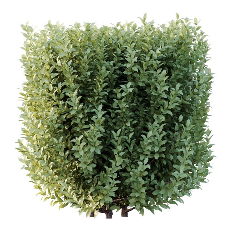 Frutices Fortescue Euonymus 07 - Image 3