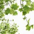 AV Acer Saccharinum and Japanese Cherry Leaf - Thumbnail 1