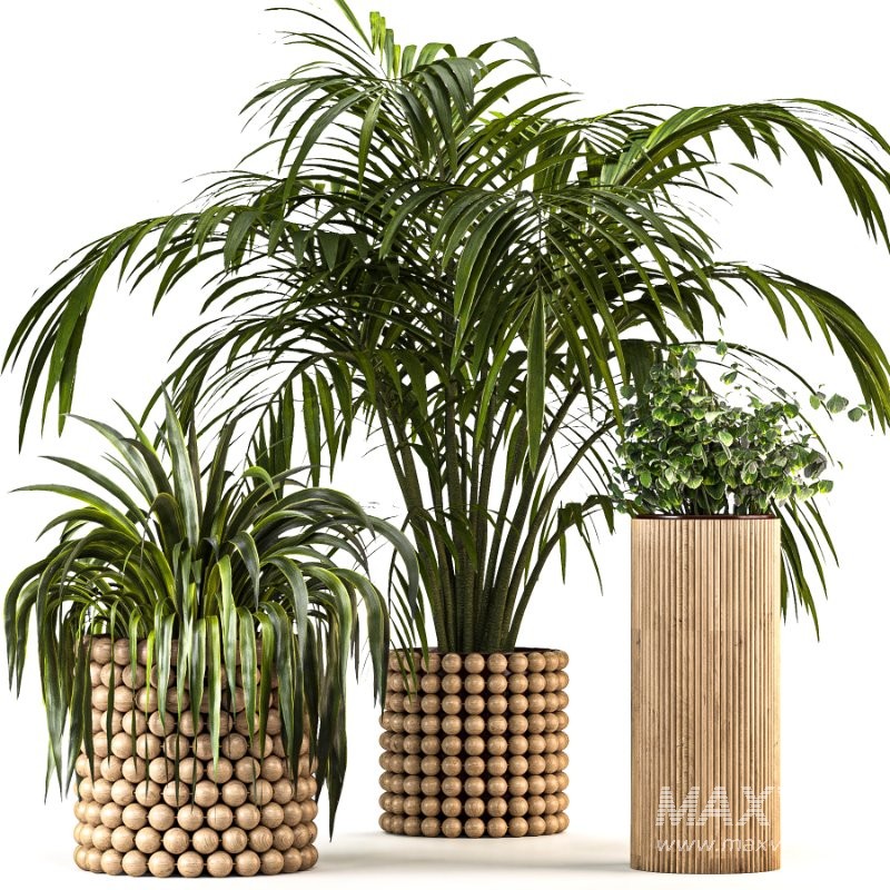 Boho Pot Plants - Image 5