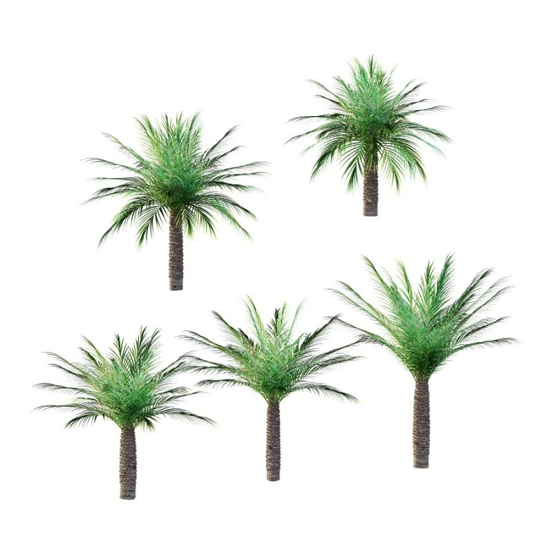 Phoenix roebelenii Palm Trees 06 - Image 1