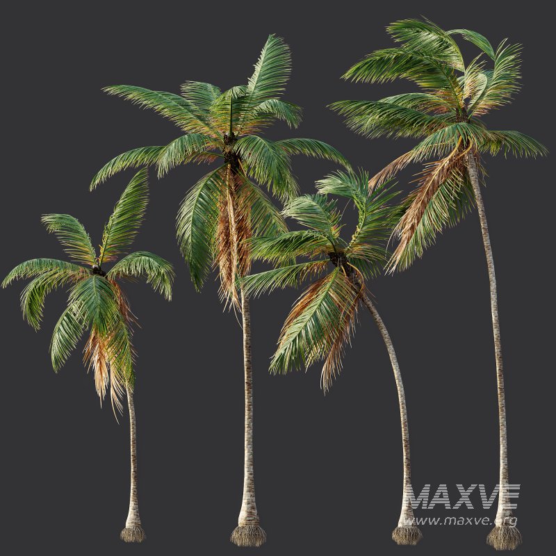 AV Cocos Nucifera 6 palm trees - Image 6