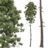 AV Pinus Engelmannii and Pinus Palustris - Thumbnail 3
