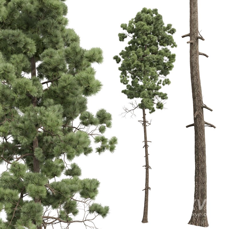 AV Pinus Engelmannii and Pinus Palustris - Image 3