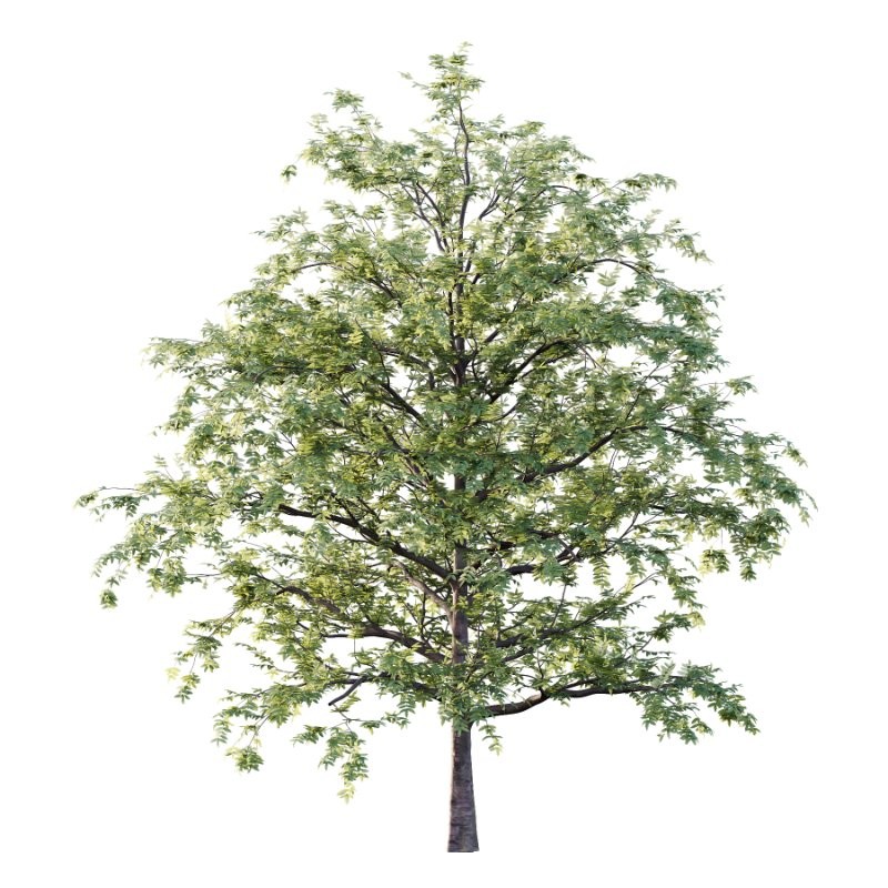 Rowan tree 06 - Image 4