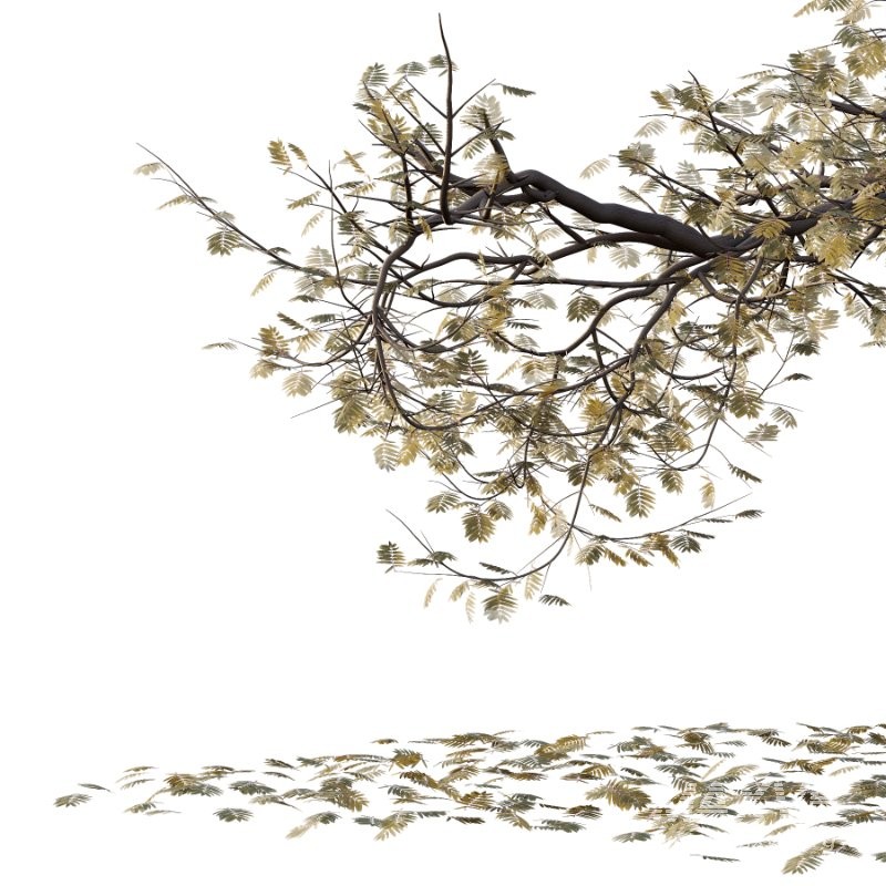 Mountain Ash Tree 17 - Image 1