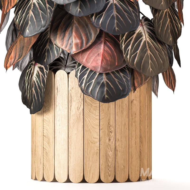 Boho Pot Plants 02 - Image 7