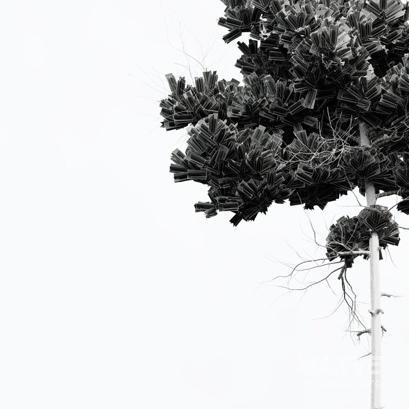 AV Pinus Echinata Populus Tremuloides - Image 10