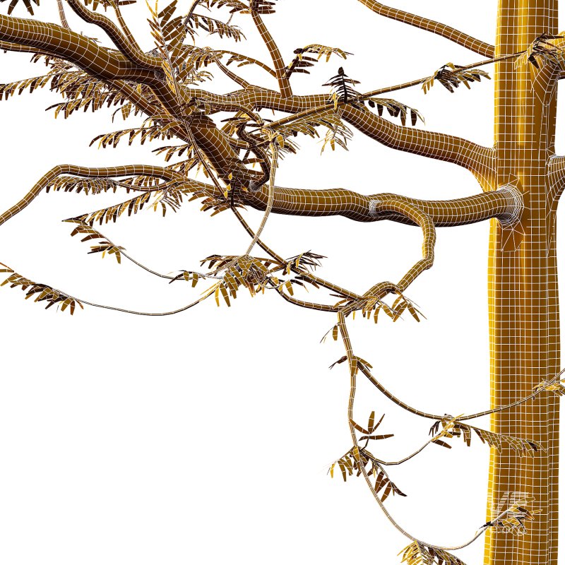 Mountain Ash Tree 08 - Image 6