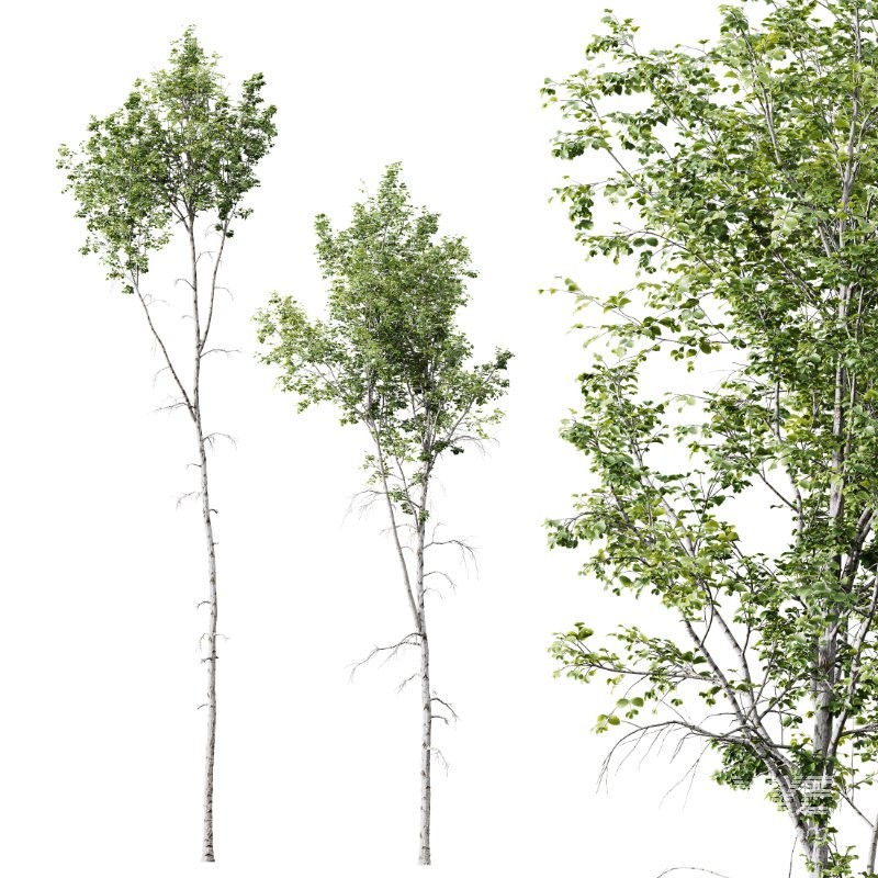 AV Betula Pendula and Fagus Sylvatica - Image 1