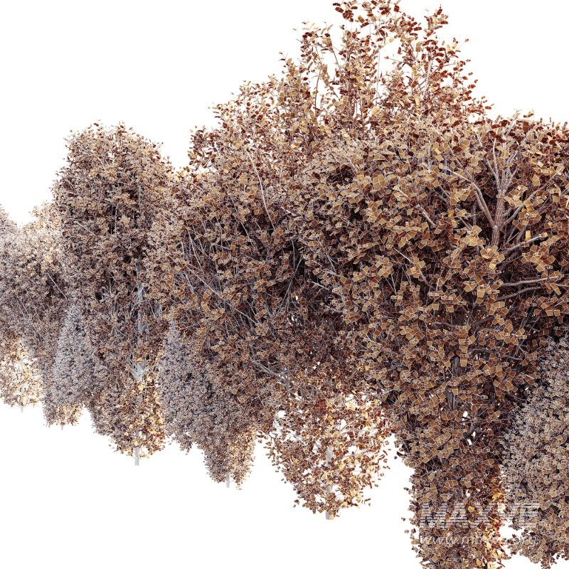 AV Ficus Concinna Bonsai Pruned Version11 - Image 4