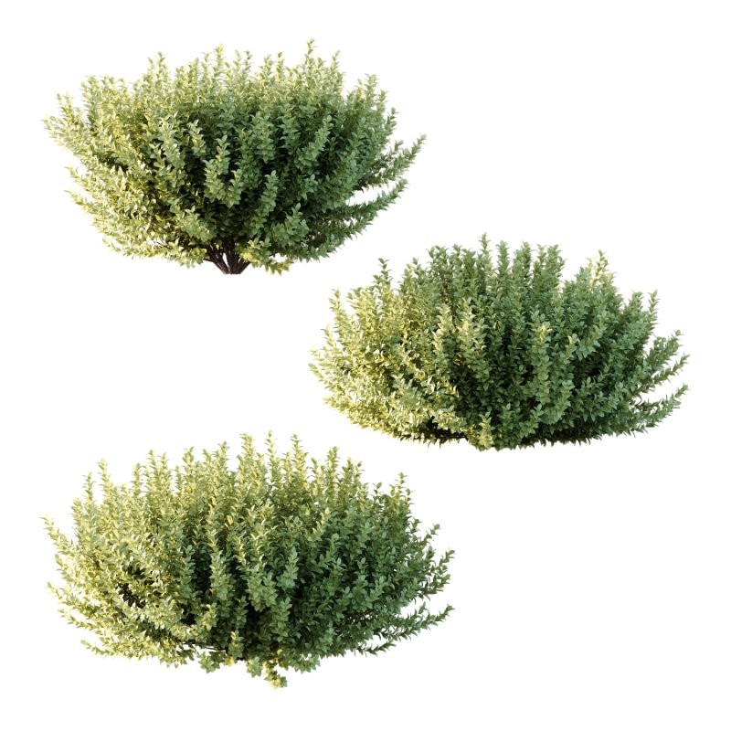 s vary widely among different species and between different English-speaking countries, but include spindle (or spindle tree), burning-bush, strawberry-bush, wahoo, wintercreeper, or simply euonymus. It has about 140 species of deciduous and evergreen shrubs, small trees and lianas. They are mostly native to East Asia, extending to the Himalayas, and they are also distributed in Europe, Australasia, North America, and Madagascar. Fifty species are endemic to China. - Image 1