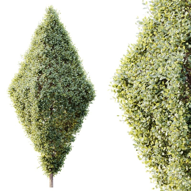 AV Plants Bush Ficus Concinna Bonsai Pruned Version14 - Image 3