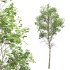 AV Fagus Grandifolia and Fagus Sylvatica - Thumbnail 4