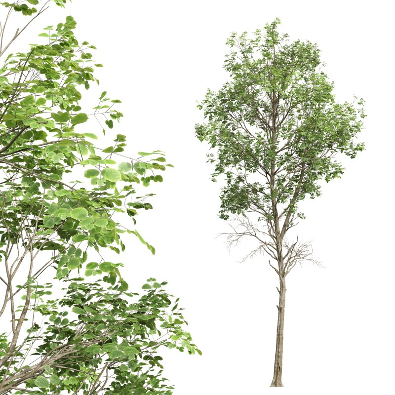 AV Fagus Grandifolia and Fagus Sylvatica - Image 4