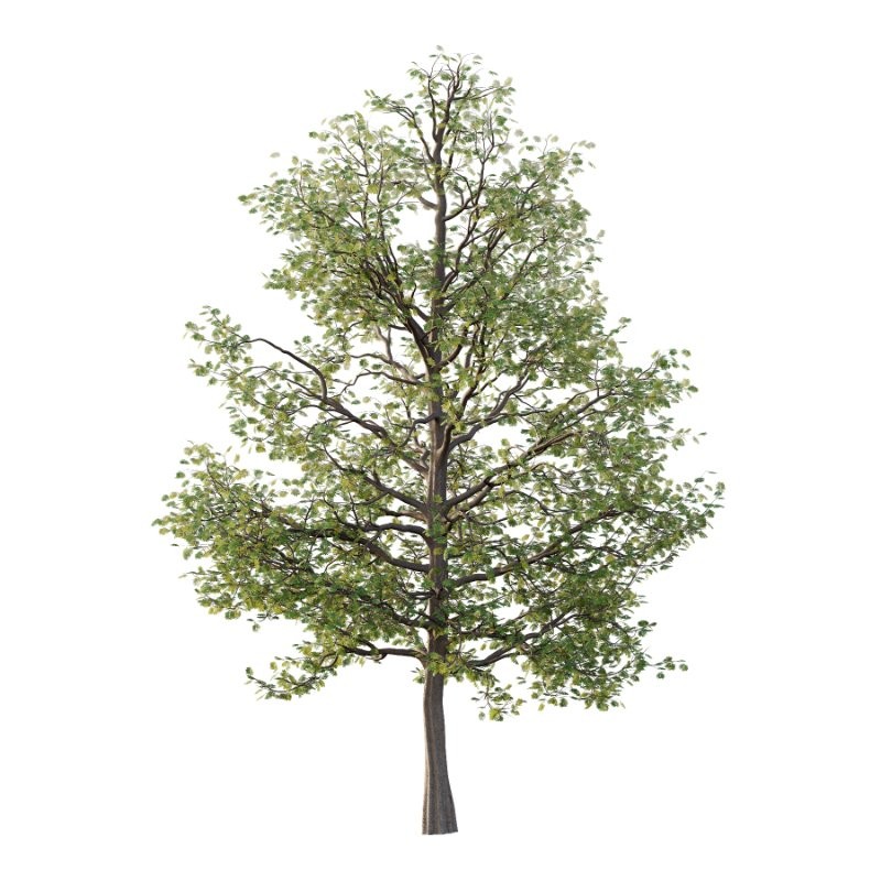 Mountain Ash Tree 19 - Image 1