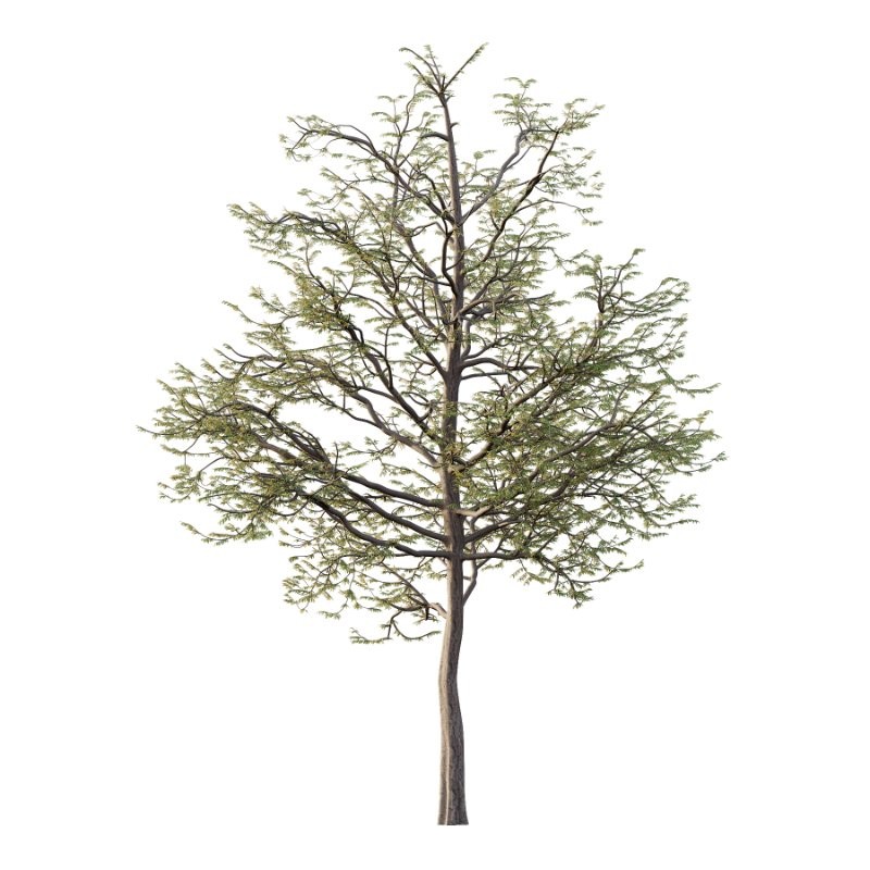 Mountain Ash Tree 09 - Image 3