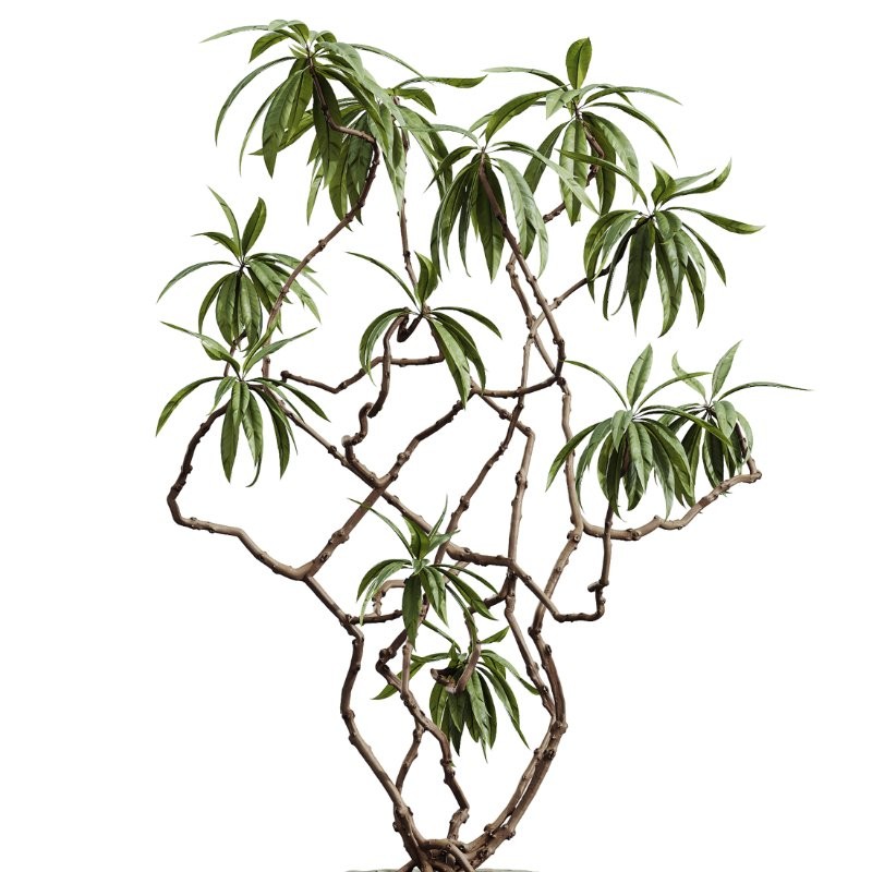 AV Indoor Plants Set 403 lemon Ficus Japandi Calathea Lutea - Image 2