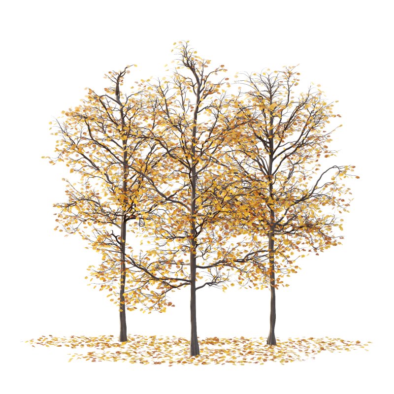 Mountain Ash Tree 04 - Image 3