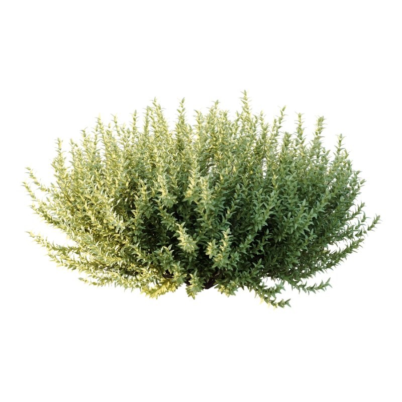 s vary widely among different species and between different English-speaking countries, but include spindle (or spindle tree), burning-bush, strawberry-bush, wahoo, wintercreeper, or simply euonymus. It has about 140 species of deciduous and evergreen shrubs, small trees and lianas. They are mostly native to East Asia, extending to the Himalayas, and they are also distributed in Europe, Australasia, North America, and Madagascar. Fifty species are endemic to China. - Image 2