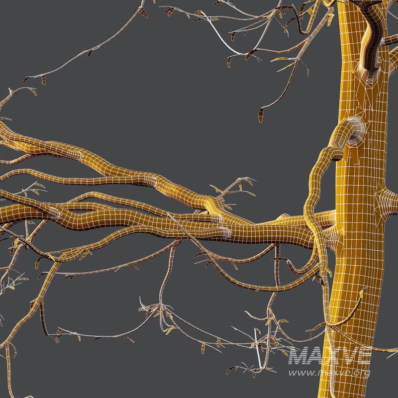 Mountain Ash Tree 07 - Image 7