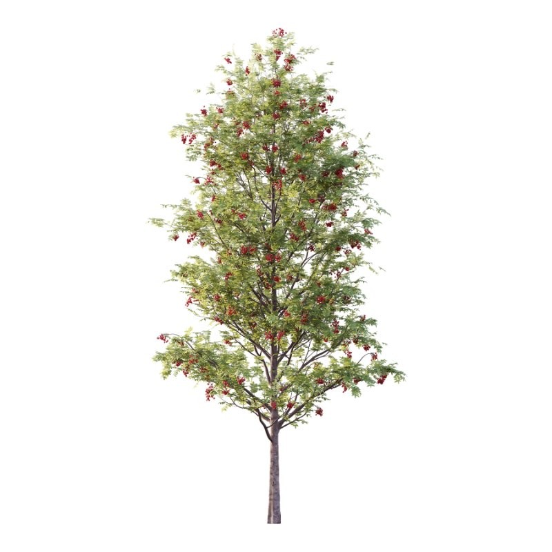 Rowan Fruit Tree 02 - Image 2