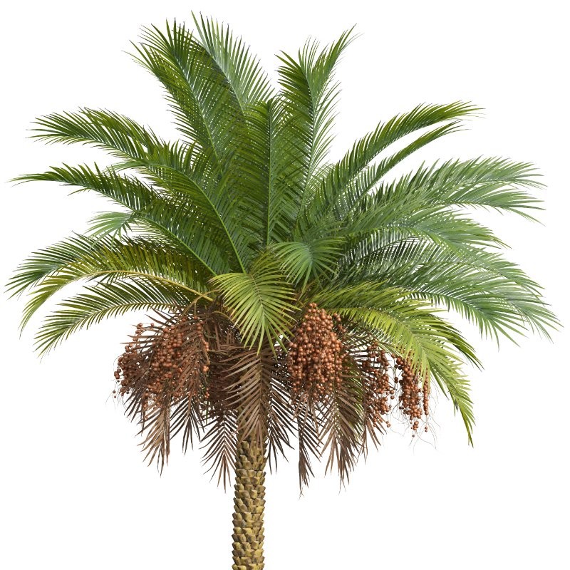 AV Phoenix Sylvestris Fruit and Phoenix Canariensis Decorative Garden - Image 3