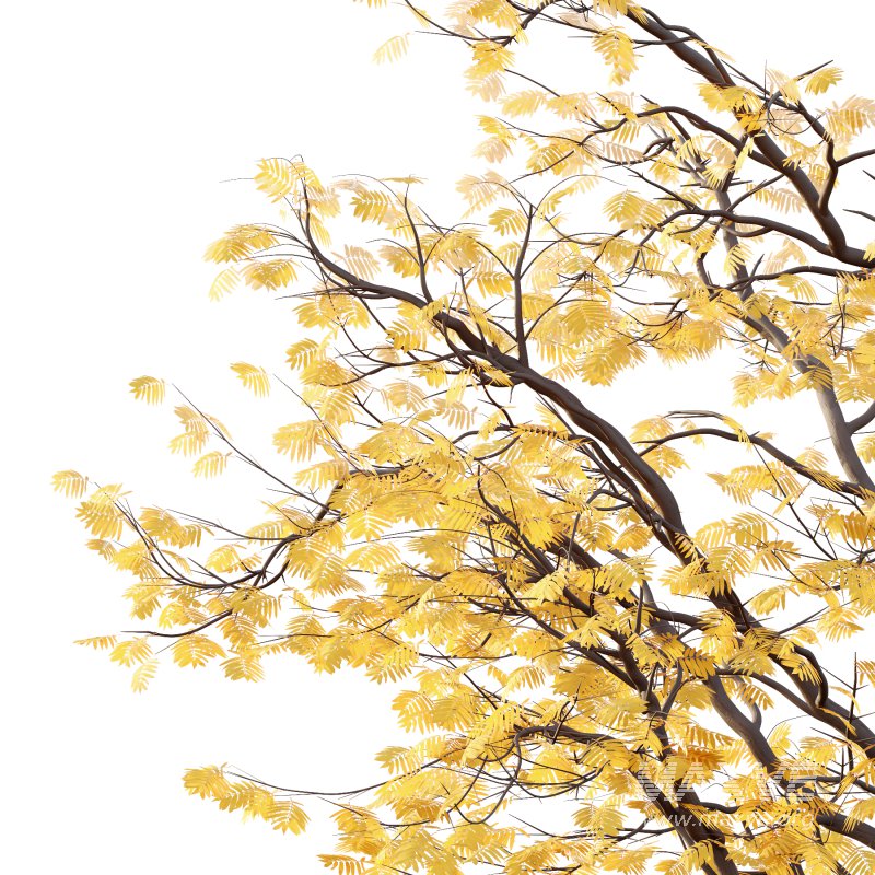 Mountain Ash Tree 01 - Image 5