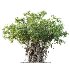 AV Celtis laevigata Sugarberry Hackberry and Banyan Ficus Benghalensis - Thumbnail 1