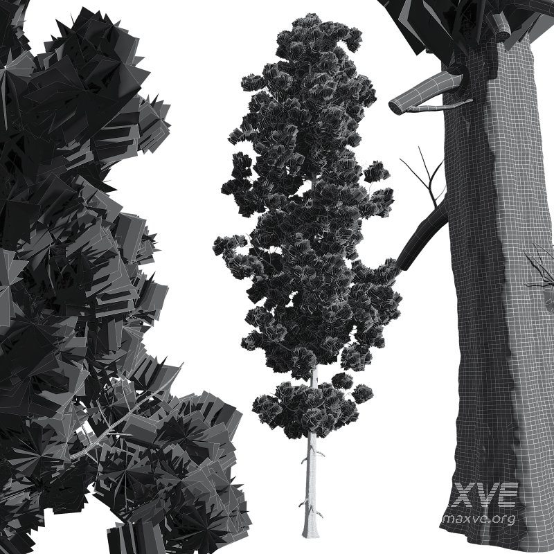 AV Pinus Engelmannii and Pinus Palustris - Image 8