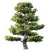 AV Carpinus Betulus and Pinus Bonsai Sylvestris Pine Parviflora Scotch Contorta - Thumbnail 2