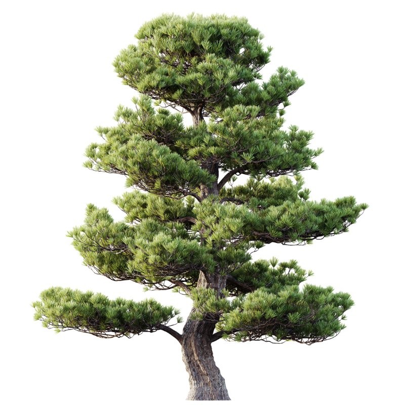 AV Carpinus Betulus and Pinus Bonsai Sylvestris Pine Parviflora Scotch Contorta - Image 2
