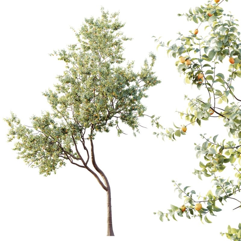 AV Plants Armeniaca Vulgaris Prunus Version02 - Image 3