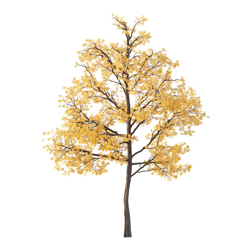 Mountain Ash Tree 01 - Image 1