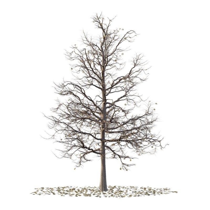 Mountain Ash Tree 18 - Image 1