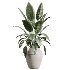 AV Indoor Plants Set 409 Olive Ficus Schefflera Lemon - Thumbnail 3