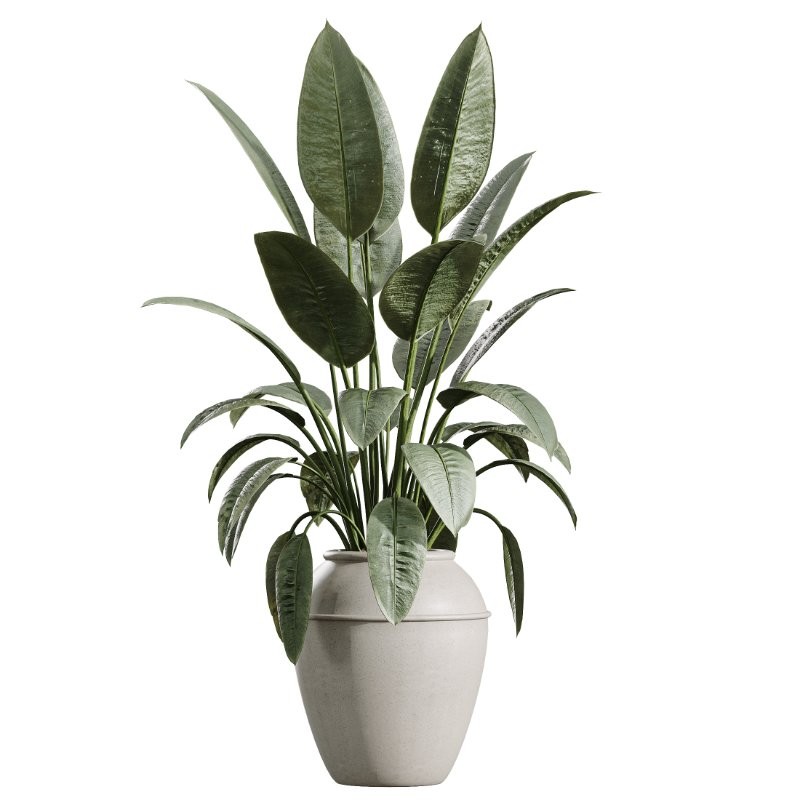 AV Indoor Plants Set 409 Olive Ficus Schefflera Lemon - Image 3