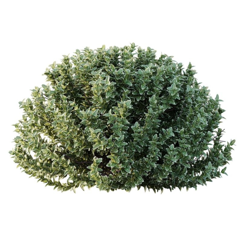 s vary widely among different species and between different English-speaking countries, but include spindle (or spindle tree), burning-bush, strawberry-bush, wahoo, wintercreeper, or simply euonymus. It has about 140 species of deciduous and evergreen shrubs, small trees and lianas. They are mostly native to East Asia, extending to the Himalayas, and they are also distributed in Europe, Australasia, North America, and Madagascar. Fifty species are endemic to China.The inconspicuous flowers occur in small groups, and can be green, yellow, pink or maroon in color depending on species. The leaves are opposite (rarely alternate) and simple ovoid, typically 2–15 cm long, and usually with a finely serrated margin. The fruit is a pink or white four- or five-valved pod-like berry, which splits open to reveal the fleshy-coated orange or red seeds. - Image 3