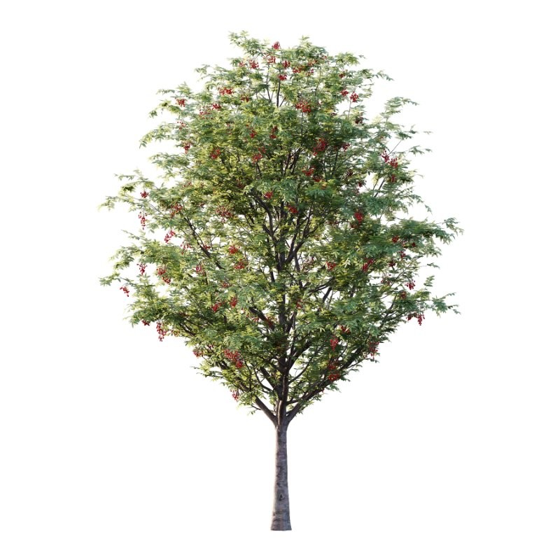 Rowan Fruit Tree 07 - Image 1