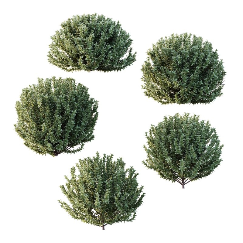 s vary widely among different species and between different English-speaking countries, but include spindle (or spindle tree), burning-bush, strawberry-bush, wahoo, wintercreeper, or simply euonymus. It has about 140 species of deciduous and evergreen shrubs, small trees and lianas. They are mostly native to East Asia, extending to the Himalayas, and they are also distributed in Europe, Australasia, North America, and Madagascar. Fifty species are endemic to China.The inconspicuous flowers occur in small groups, and can be green, yellow, pink or maroon in color depending on species. The leaves are opposite (rarely alternate) and simple ovoid, typically 2–15 cm long, and usually with a finely serrated margin. The fruit is a pink or white four- or five-valved pod-like berry, which splits open to reveal the fleshy-coated orange or red seeds. - Image 1